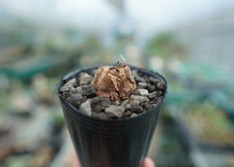 亀甲竜　Dioscorea elephantipes　No.3