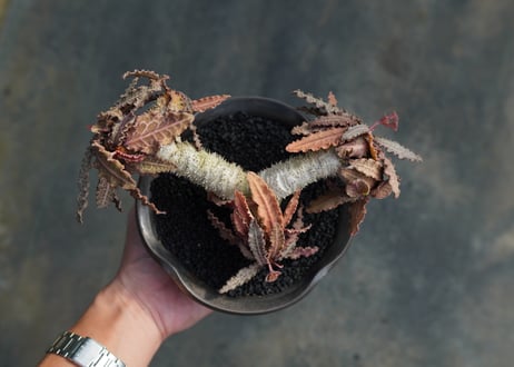 ユーフォルビア　フランコイシー　Euphorbia  francoisii