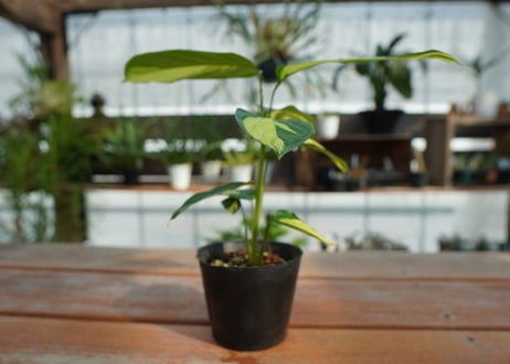 カラテア　クテナンテ　ルベルシアーナ　Ctenanthe lubbersiana