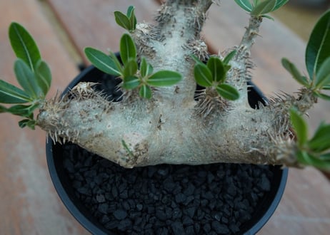 パキポディウム　デンシフローラム Pachypodium densiflorum   No.3