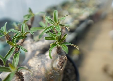 パキポディウム　グラキリス　 Pachypodium Gracilius　No.2
