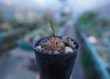 亀甲竜　Dioscorea elephantipes　No.6