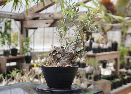 オリーブ(塊根風仕立て)観葉植物 オリーブ(塊根風仕立て)観葉植物 【公式通販】