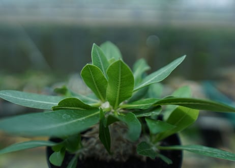 パキポディウム　恵比寿大黒　Pachypodium Densicaule　No.6