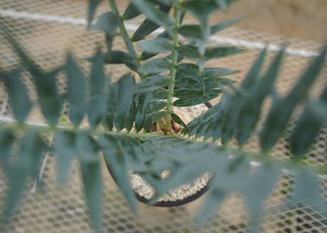 エンセファラルトス　 ホリダス　Encephalartos horridus　 NO.2