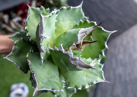 Agave White flame 白火焔