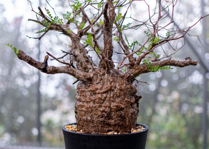 オペルクリカリア パキプス | mana's farm:塊根植物・アガベ・ドライ