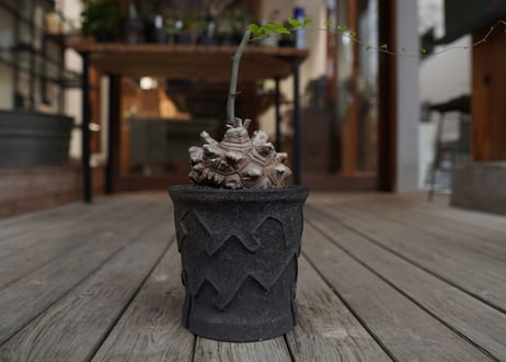 亀甲竜　Dioscorea elephantipes