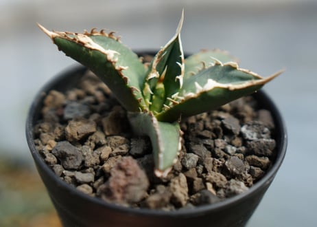 アガベ　チタノタ　狼人　agave titanota "狼人"　No.2