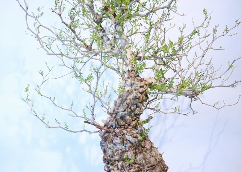 オペルクリカリア パキプス no.5 | mana's farm:塊根植物・アガベ