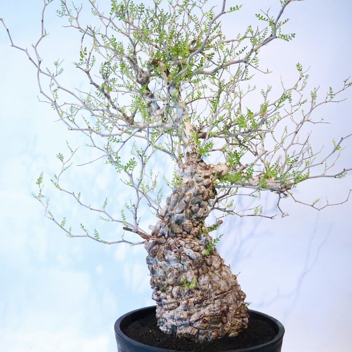 オペルクリカリア パキプス no.5 | mana's farm:塊根植物・アガベ