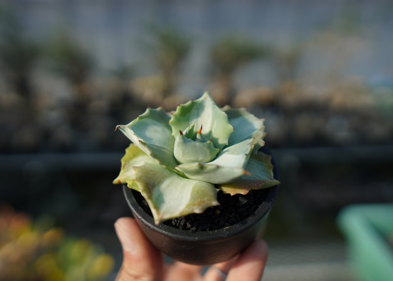 アガベ 王妃雷神錦 Agave “Ohi Raijin Nishiki ” | mana's