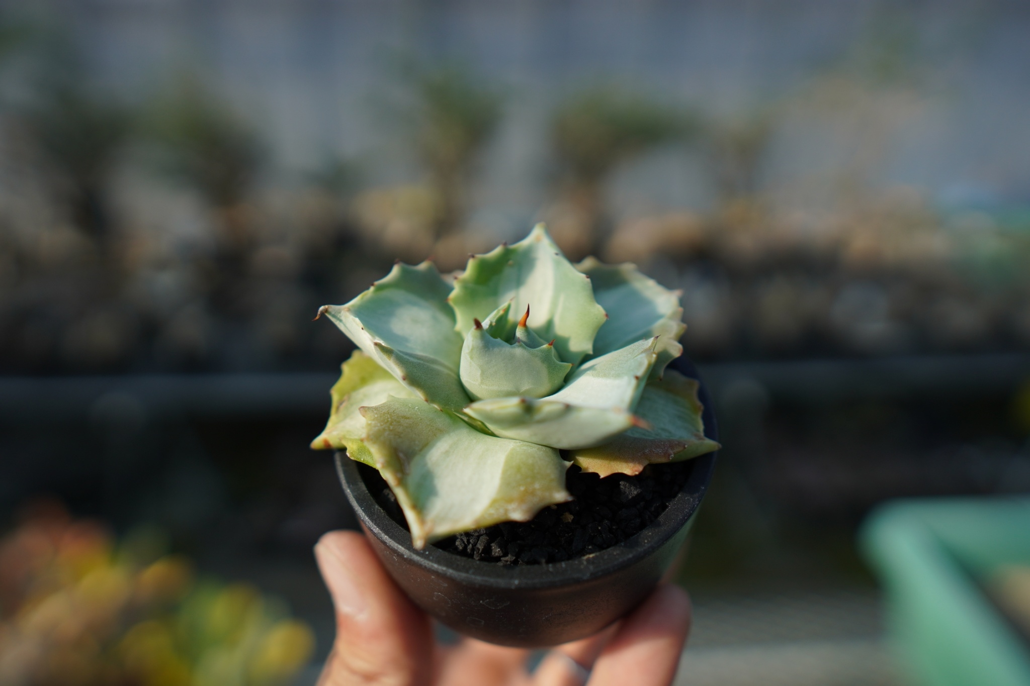 特選 　アガベ王妃雷神 35株　斑入り　錦　agave　国産　極上 アガベ 王妃雷神錦 Agave “Ohi Raijin Nishiki ” | mana's