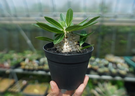 パキポディウム　恵比寿大黒　Pachypodium Densicaule　No.10
