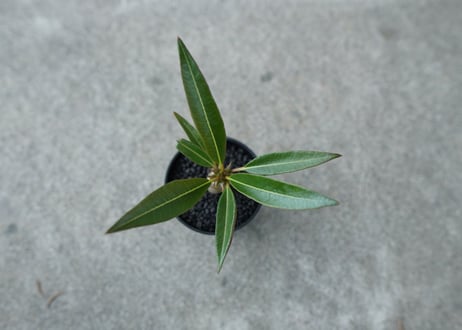 【沖縄実生株】パキポディウム　バロニー　Pachypodium baronii  No.2