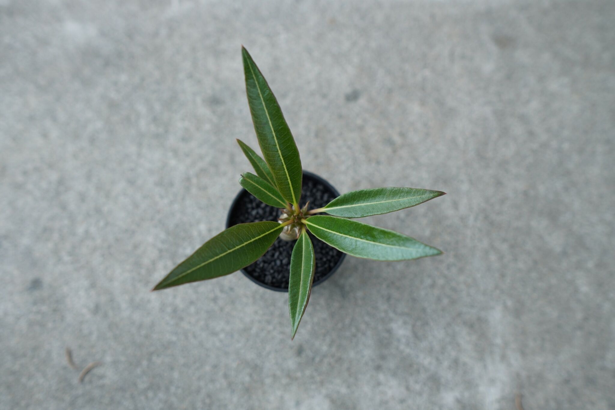 沖縄実生株】パキポディウム バロニー Pachypodium baronii No.2 |