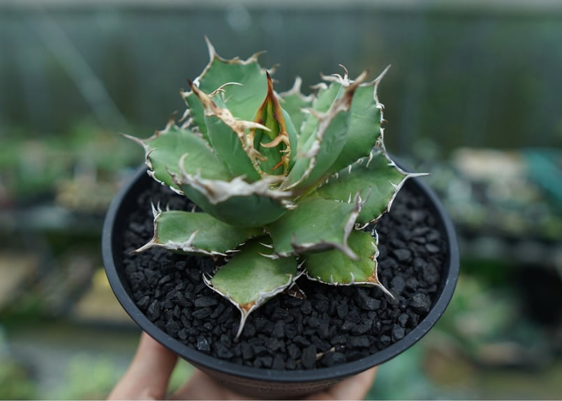 Agave oteroi FO-76 チタノタ ノーネーム 【公式通販】
