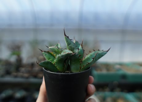 アガベ　チタノタ　 ブラックアンドブルー  2頭　Agave titanota black and blue Double head　A17