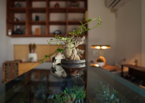 火星人　Fockea edulis