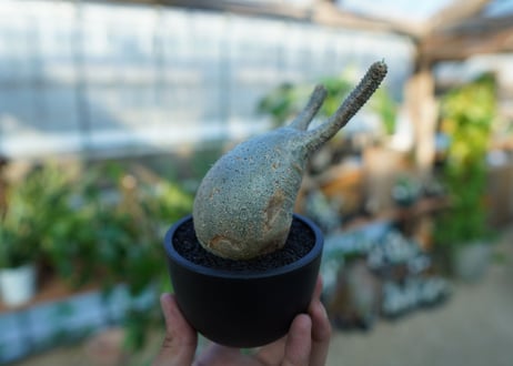【未発根】パキポディウム　グラキリス　 Pachypodium Gracilius  No.31