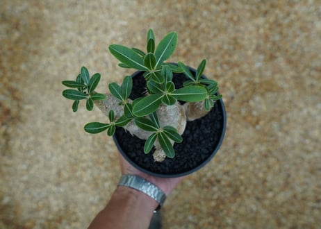 パキポディウム　デンシフローラム Pachypodium densiflorum   No.4