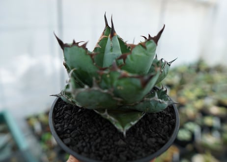 アガベ　チタノタ　 ブラックアンドブルー 　Agave titanota black and blue　NO.4