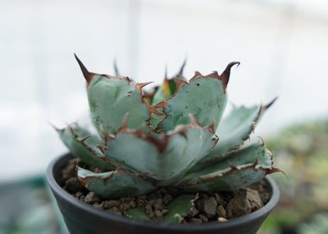 アガベ　チタノタ　 ブラックアンドブルー 　Agave titanota black and blue　NO.5