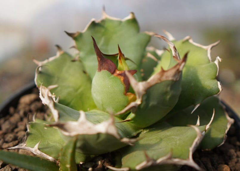 キ*ロ様 アガベ　チタノタ　ナンバーワン　農大　姫厳竜 アガベ チタノタ 農大 ナンバーワン / Agave titanota 姫厳竜