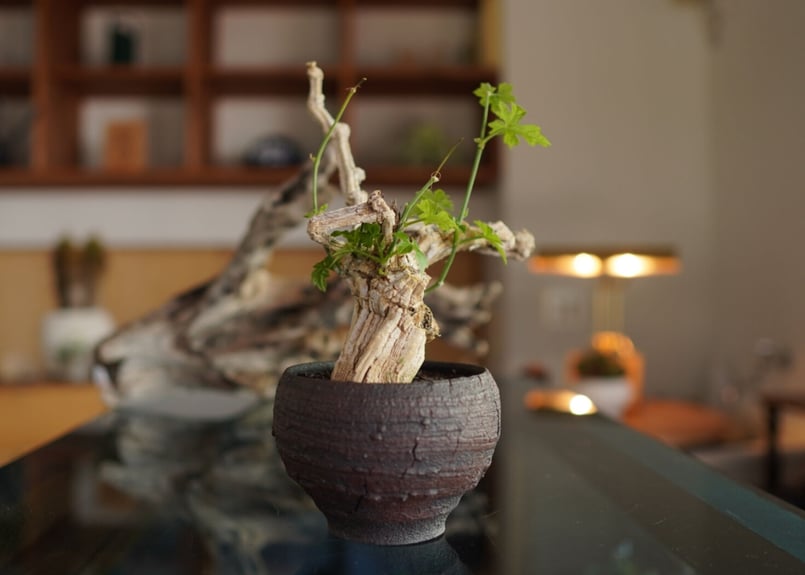コラロカルプス Corallocarpus | mana's farm:塊根植物・アガベ・ドラ
