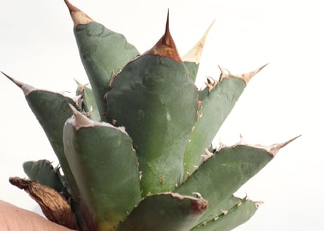 Agave titanota FO-76 compacta dwarf  no.5