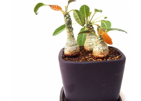 ドルステニア フォエチダ  Dorstenia foetida