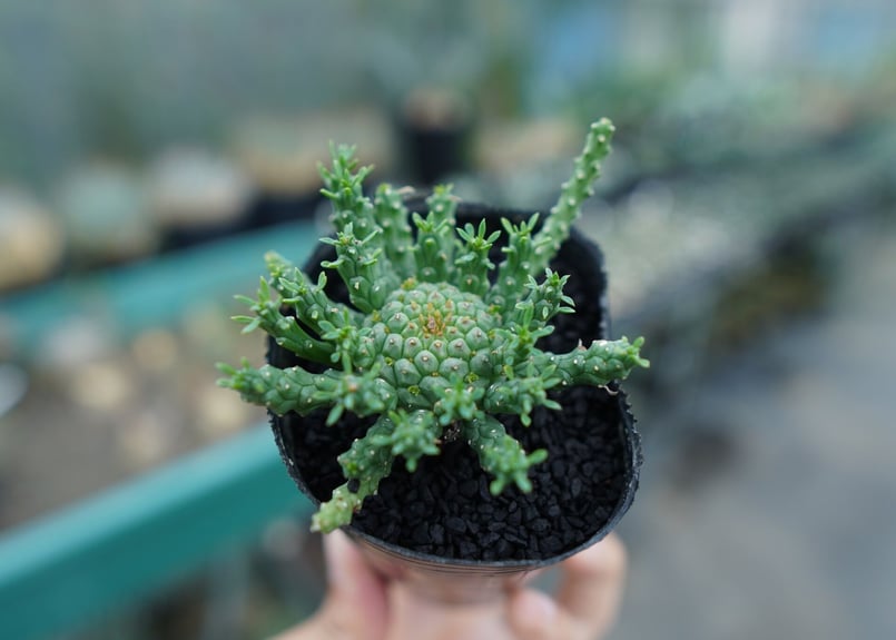 ユーフォルビア ゴルゴニス Euphorbia gorgonis No.1 | mana's