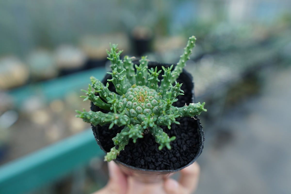 ユーフォルビア　ゴルゴニス ユーフォルビア ゴルゴニス Euphorbia gorgonis No.1 | mana's