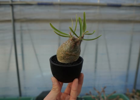 パキポディウム　グラキリス　 Pachypodium Gracilius  No.4