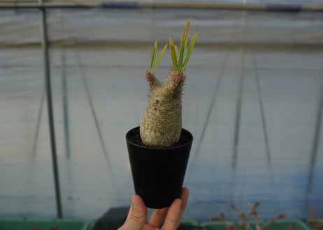 パキポディウム　グラキリス　Pachypodium gracilius　No.5