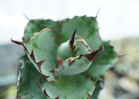 アガベ　チタノタ　 ブラックアンドブルー 　Agave titanota black and blue　NO.4