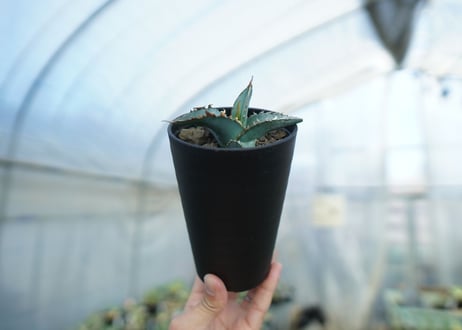アガベ　オテロイ　agave oteroi　No.1