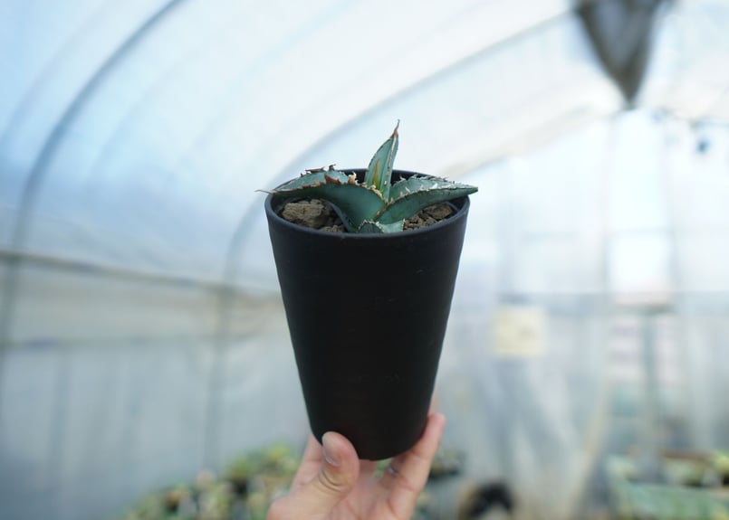 アガベ オテロイ agave oteroi No.1 | mana's farm:塊根植物・ア