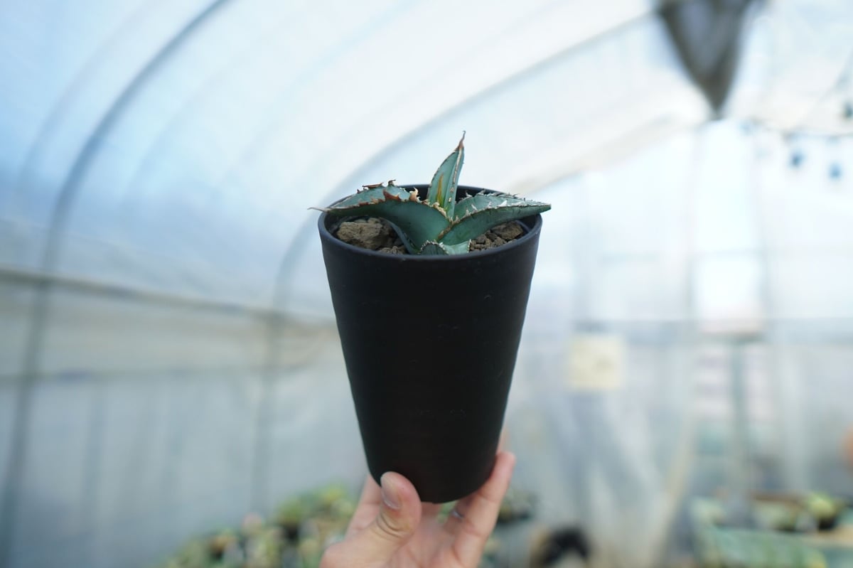 アガベ オテロイ agave oteroi No.1 | mana's farm:塊根植物・ア