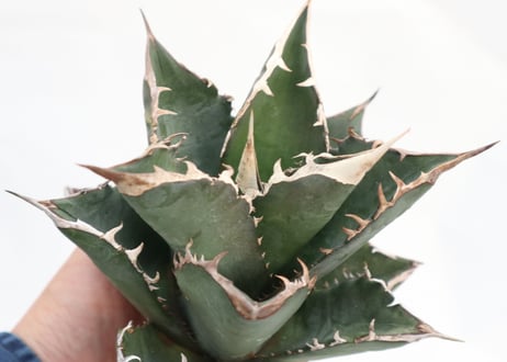 Agave titanota FO-76 dwarf  compacta  no.3