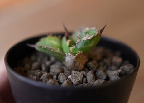 Agave titanota black＆blue 子株　No.2