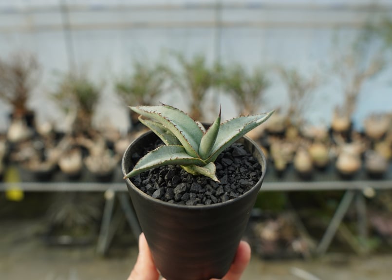 アガベ シャークスキン Agave Sharkskin | mana's green:塊根植物 アガベ シャークスキン Agave Sharkskin | mana's green:塊根植物