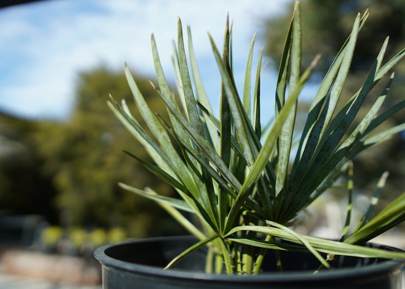 チャメロプス セリフェラ Chamaerops humilis var. Cerifera