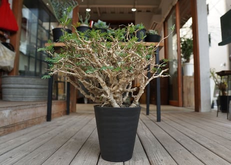 センナ　メリディオナリス　Senna meridionalis　No.3