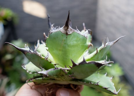 Agave ハデス 黒獄 A  NO.2
