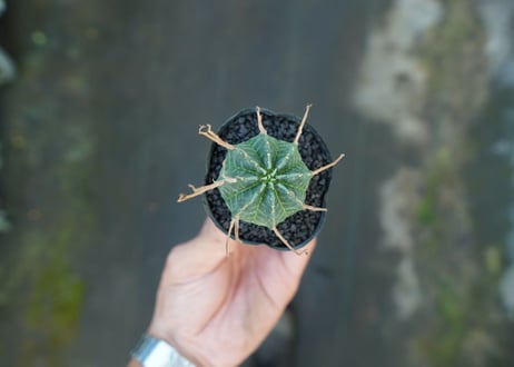 ユーフォルビア　スーパーバリダ　Euphorbia super valida  No.9