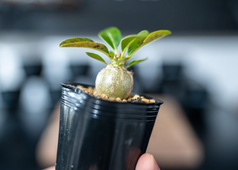 パキポディウム ウィンゾリー Pachypodium baronii var. windsor