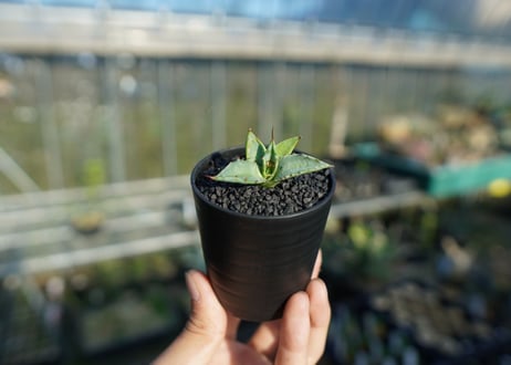 アガベ　ホリダ×パラサナ　agave horrida×parasana