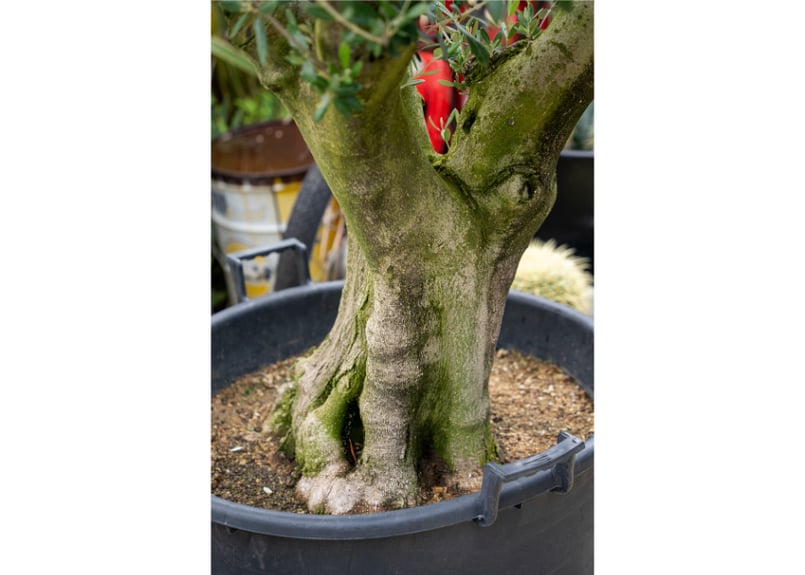 M&M MASSES アルミ鉢 M アガベ 塊根植物 観葉植物 インテリア鉢 M&M