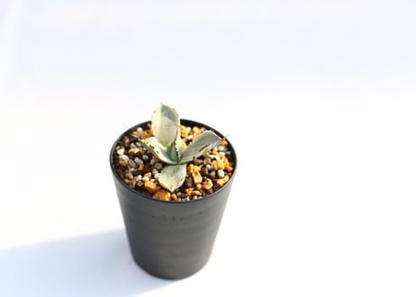 Agave 兜蟹錦 　№７